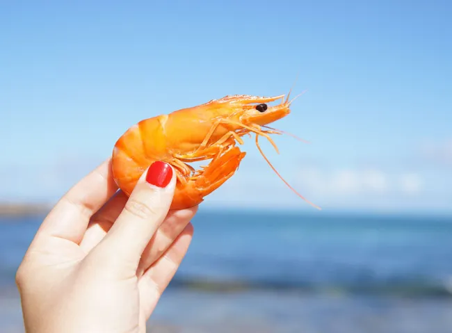 Какие бывают креветки?