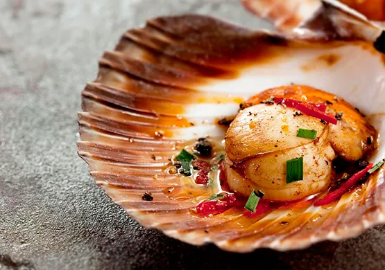 Морской гребешок – полезный и витаминный деликатес