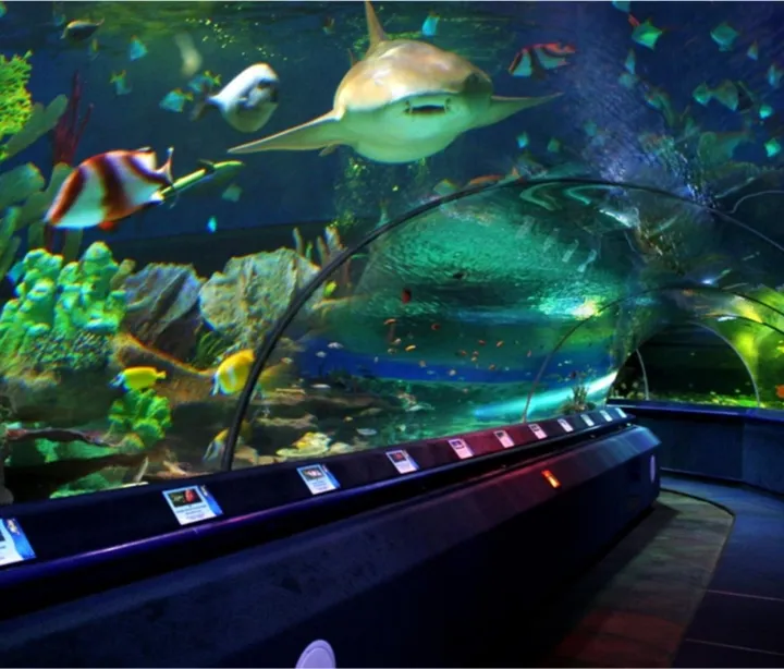 Куда сходить в Санкт-Петербурге с детьми